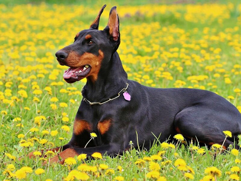 Müüa sõbralik dobermanni kutsikas